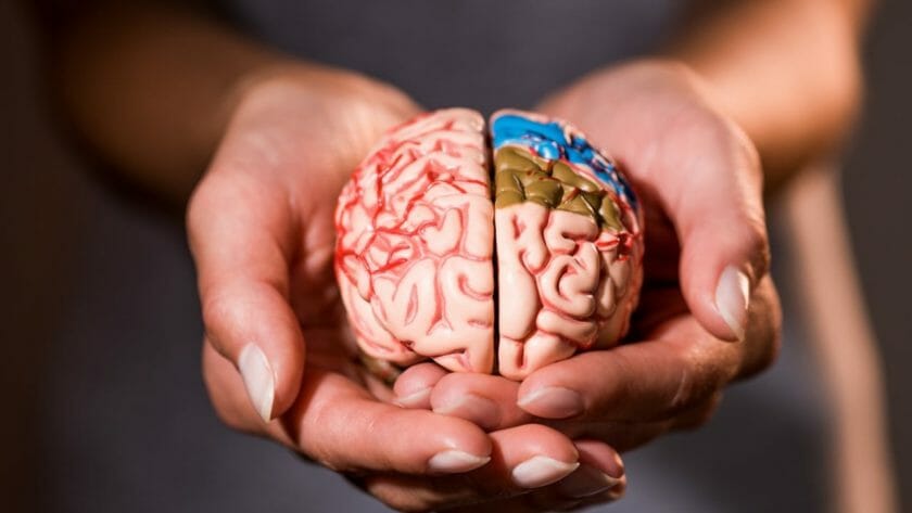 brain health dp223071280